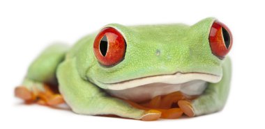 Kırmızı treefrog, beyaz arka plan önünde amfibi callidryas