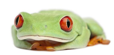 Kırmızı treefrog, beyaz arka plan önünde amfibi callidryas