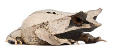 Long-nosed Horned Frog, Megophrys nasuta, 18 months old, in front of white background clipart