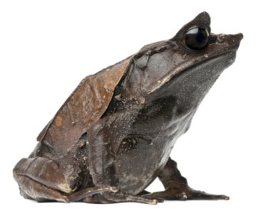 Long-nosed Horned Frog, Megophrys nasuta, in front of white background clipart