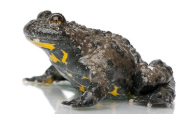 Yellow-Bellied Toad, Bombina variegata, in front of white background clipart