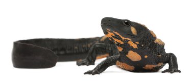 Laos Sigilli semender, beyaz arka plan önünde paramesotriton laoensis