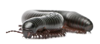 kırkayak, myriapoda, beyaz arka plan önünde spirostreptus giganteus