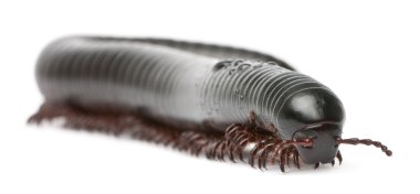 kırkayak, myriapoda, beyaz arka plan önünde spirostreptus giganteus