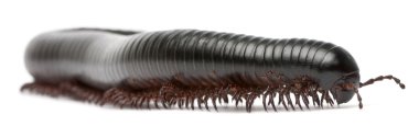 kırkayak, myriapoda, beyaz arka plan önünde spirostreptus giganteus