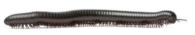 kırkayak, myriapoda, beyaz arka plan önünde spirostreptus giganteus