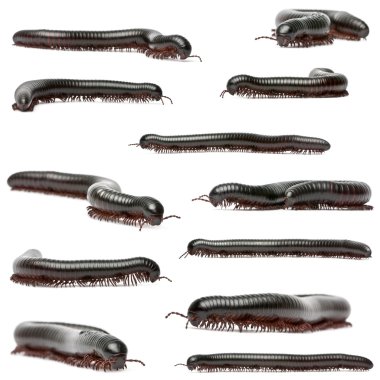 Millipede, Myriapoda, Spirostreptus giganteus, in front of white background clipart