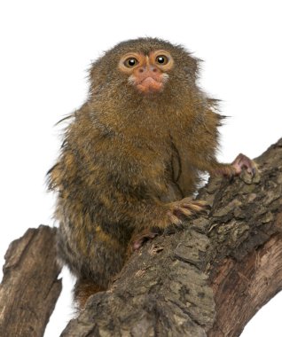 Pigme marmoset ya da cüce maymun, beyaz arka plan önünde, günlük olarak cebuella pygmaea