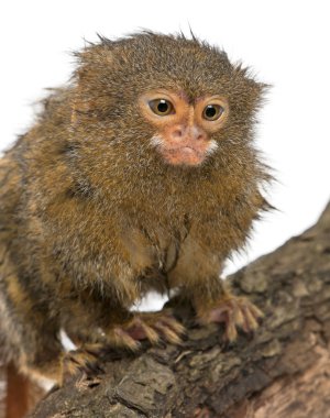 Pygmy Marmoset or Dwarf Monkey, Cebuella pygmaea, on log in front of white background clipart