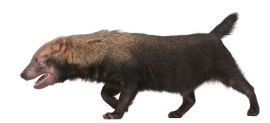 Bush Dog, Speothos venaticus, walking in front of white background clipart
