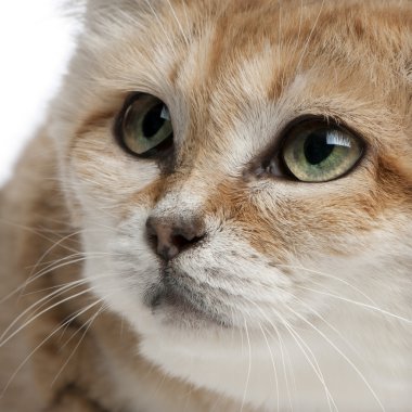 Sand cat, Felis margarita, 17 years old, sitting in front of white background clipart