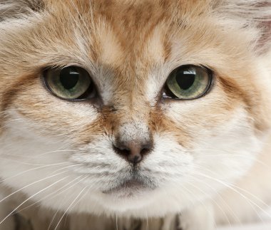 Sand cat, Felis margarita, 17 years old, walking in front of white background clipart