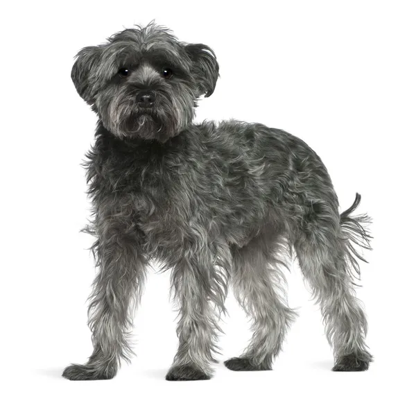 Perro de raza mixta, 4 años, de pie frente al fondo blanco —  Fotos de Stock