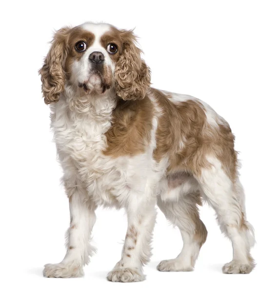 Cavalier King Charles Spaniel, 7 years old, standing in front of white background — Stock Photo, Image