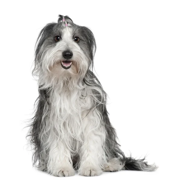 Borda collie misturado com um cão maltês, 2 anos, sentado na frente do fundo branco — Fotografia de Stock