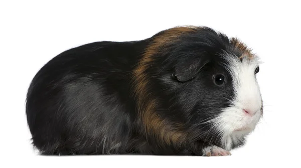 Guinea pig, 1 and a half years old, in front of white background — Stock Photo, Image