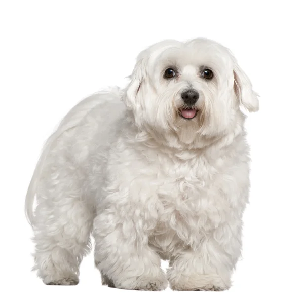 Malta köpek, 5 yıl yaşlı, beyaz arka plan duran — Stok fotoğraf