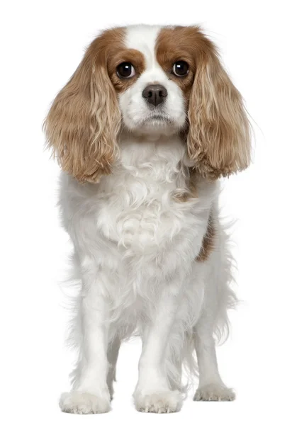Cavalier King Charles Spaniel, 4 years old, standing in front of white background — Stock Photo, Image