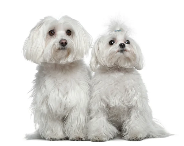 Δύο σκυλιά μαλτέζικη, 6 και ένα μισό ετών και 2 και ένα μισό χρονών, κάθεται μπροστά από το λευκό φόντο — Φωτογραφία Αρχείου