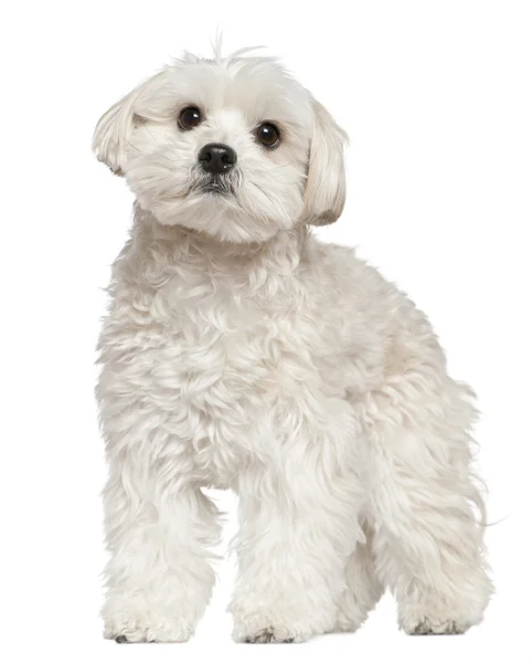Mischlingshund, 4 Jahre alt, steht vor weißem Hintergrund — Stockfoto