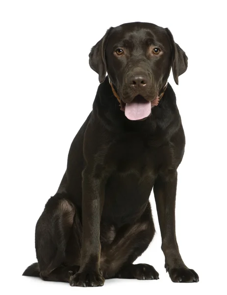 Labrador, 14 months old, sitting in front of white background — Stock Photo, Image