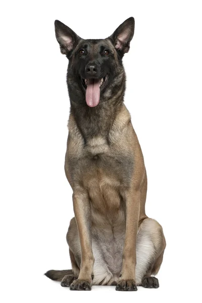 Belgian Shepherd dog, 3 and a half years old, sitting in front of white background — Stock Photo, Image
