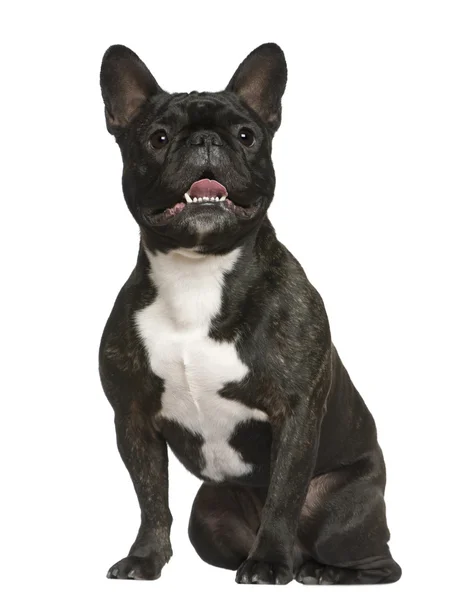 Franse bulldog, 3 jaar oud, zit op witte achtergrond — Stockfoto
