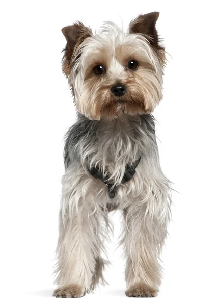 Yorkshire Terrier, 13 months old, standing in front of white background — Stock Photo, Image