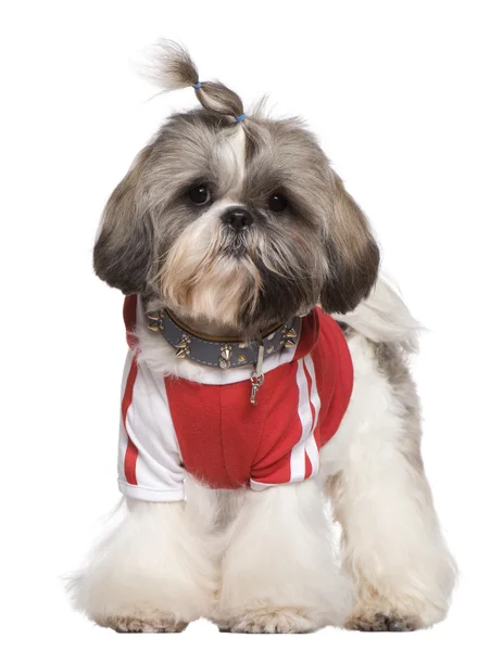 Dressed Shih Tzu, 1 year old, standing in front of white background — Stock Photo, Image