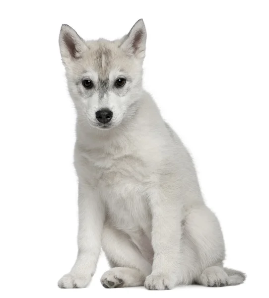 Siberian Husky, 12 weeks old, sitting in front of white background — Stock Photo, Image