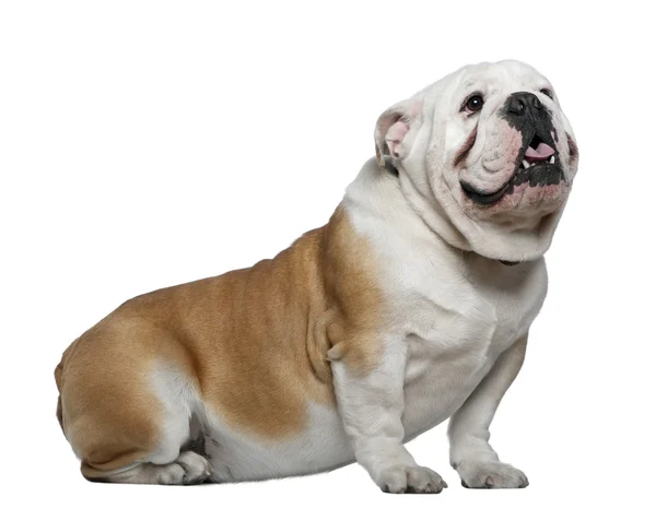 Engels bulldog, 1 jaar oud, wit pagina zit — Stockfoto