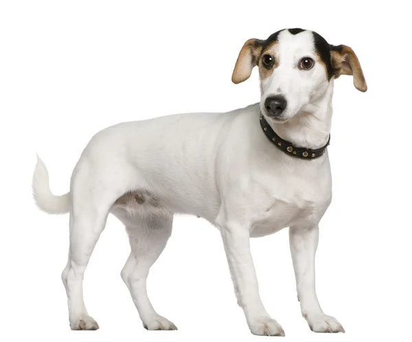 Vegyes fajta kutya, 3 éves, előtt ülő fehér háttér — Stock Fotó