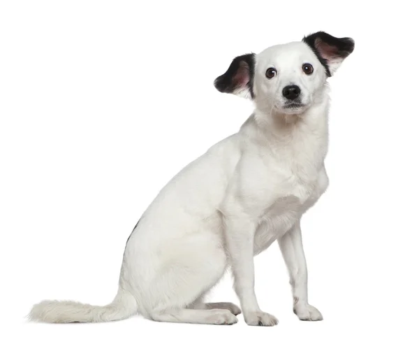 Smíšené plemeno psa, 3 roky starý, sedí v přední části bílé pozadí — Stock fotografie