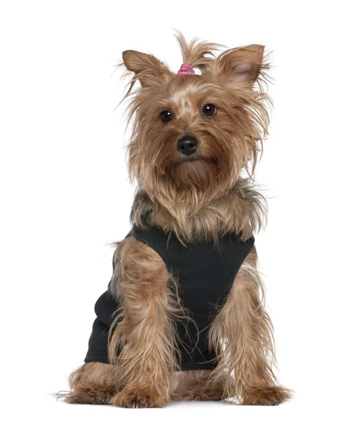 Yorkshire terrier, 5 years old, sitting in front of white background — Stock Photo, Image