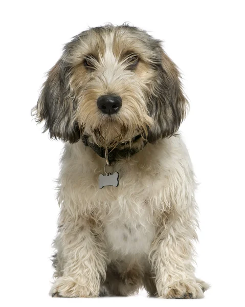 stock image Petit Basset Griffon