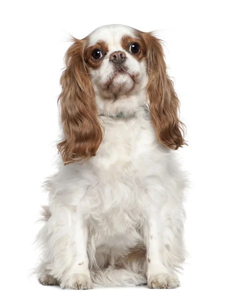 Cavalier King Charles Spaniel, 3 years old, sitting in front of white background — Stock Photo, Image