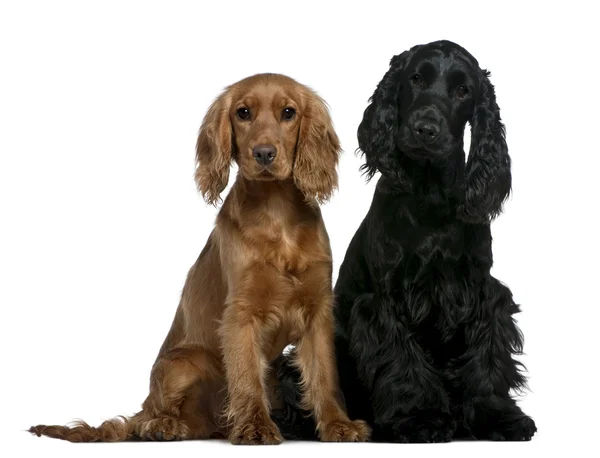 Two English Cocker Spaniels, 10 months and 6 months old, sitting in front of white background — Stock Photo, Image