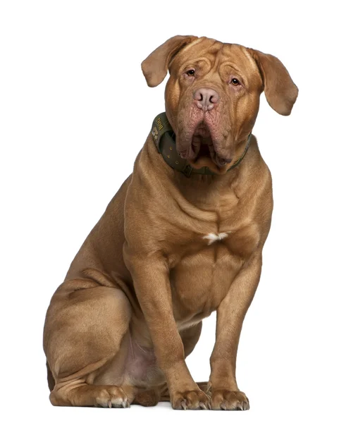 Dogue de Bordeaux, 2 and a half years old, sitting in front of white background — Stock Photo, Image