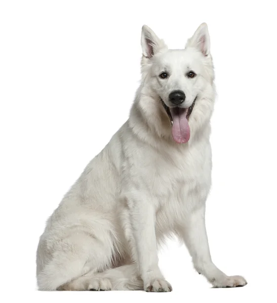 스위스 양치기 개, 2 세, 흰색 배경 앞에 앉아 — 스톡 사진