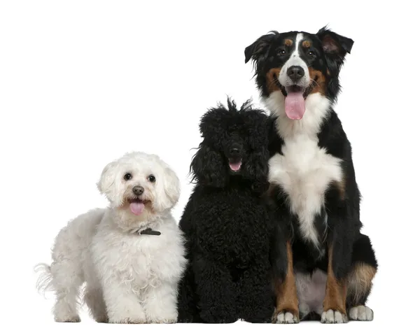 Bichon frise, Poodle and Bernese mountain dog, 13 and a half years old, 10 months and 17 months old, sitting in front of white background — Stock Photo, Image