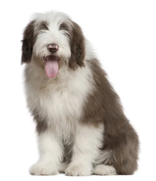 Collie barbudo, de 4 meses y medio de edad, sentado frente al fondo blanco —  Fotos de Stock