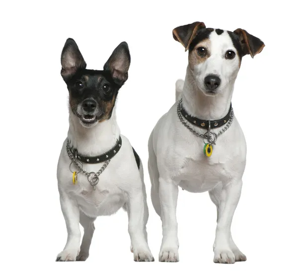 Dois Jack Russell Terriers, 3 anos e 4 anos, de pé em frente ao fundo branco — Fotografia de Stock