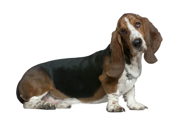 Basset hound, 22 months old, sitting in front of white background — Stock Photo, Image