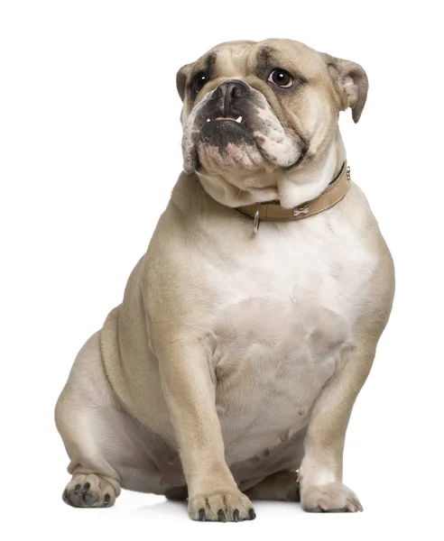 Bulldog inglese, 15 mesi, seduto davanti a uno sfondo bianco — Foto Stock