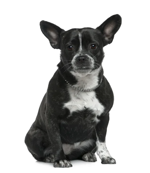 Bulldog mixto, de 3 años, sentado frente al fondo blanco — Foto de Stock