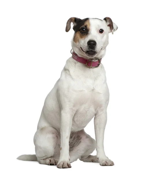 Jack Russell Terrier, 1 anno e mezzo, seduto davanti a uno sfondo bianco — Foto Stock