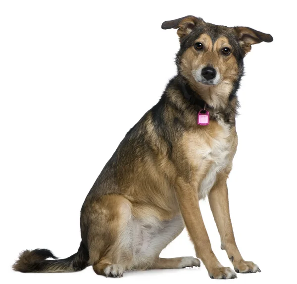Smíšené pastevecký pes, 3 roky starý, sedící před bílým pozadím — Stock fotografie