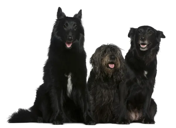 2 つのベルギーの羊飼いの犬と混合品種犬、5 歳 11 および半分歳白い背景の前に座っています。 — ストック写真