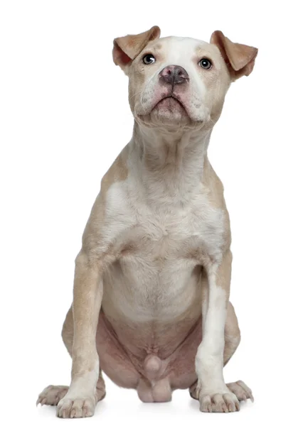 Merican Staffordshire Terrier, 8 months old, sitting in front of white background — Stock Photo, Image