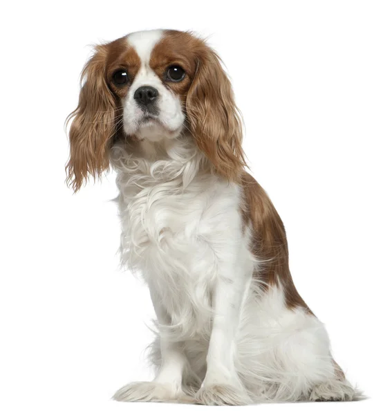 Cavalier King Charles Spaniel, 2 years old, sitting in front of white background — Stock Photo, Image
